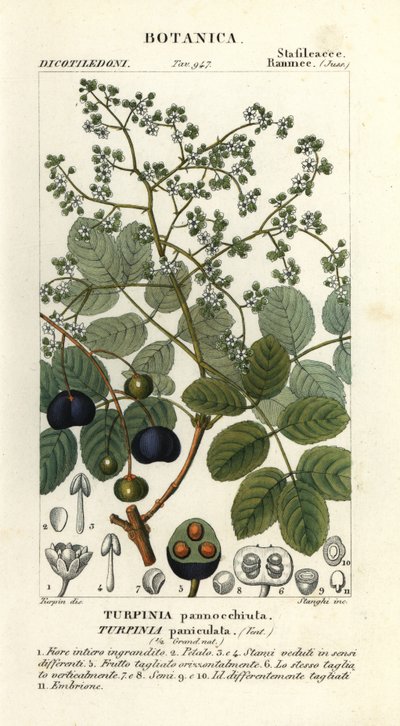 Muttonwood, Turpinia occidentalis de Stanghi Stanghi