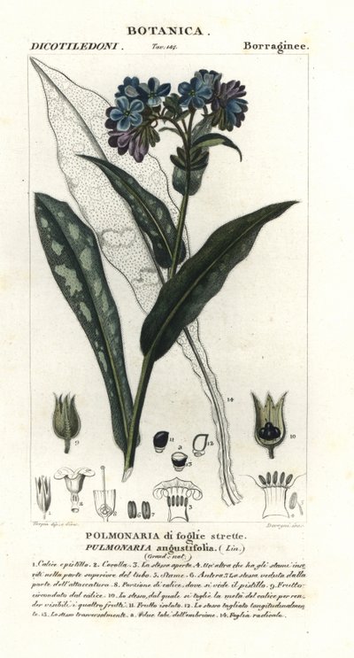 Pulmonária de folhas estreitas, Pulmonaria angustifolia de Stanghi Stanghi