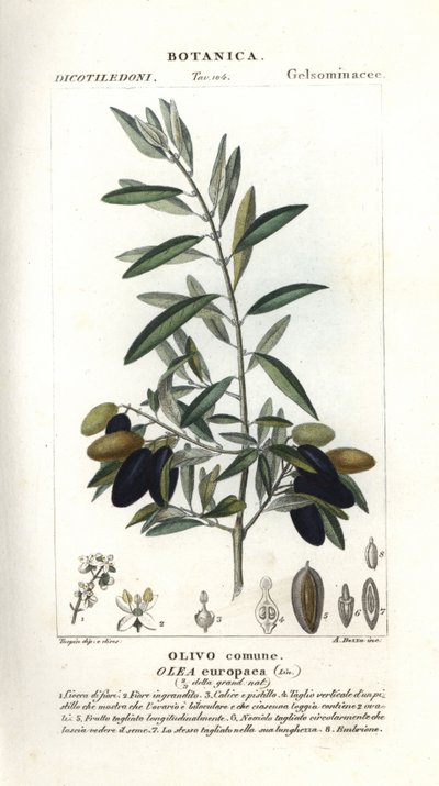 Olive tree, Olea europaea de Stanghi Stanghi