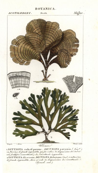 Cauda de pavão, Padina pavonica 1 e Dictyota dichotoma 2 de Stanghi Stanghi
