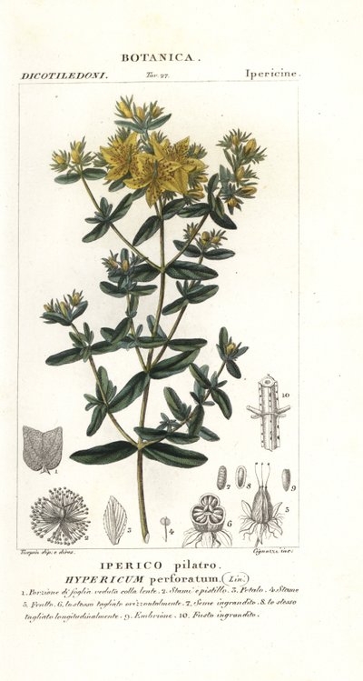 Perfurar erva de São João, Hypericum perforatum de Stanghi Stanghi