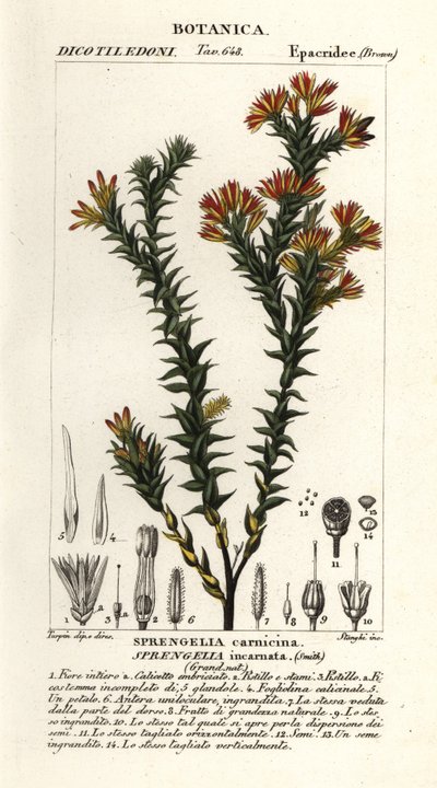 Urze cor-de-rosa, Sprengelia incarnata de Stanghi Stanghi