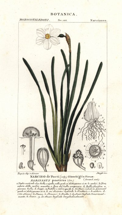 Narciso poeta, Narciso poeticus de Stanghi Stanghi