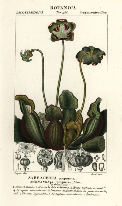 Planta de jarro púrpura, Sarracenia purpurea de Stanghi Stanghi
