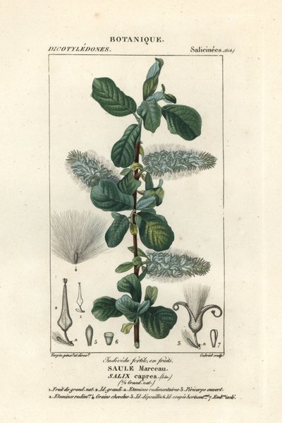 Salgueiro, Salix caprea de Stanghi Stanghi