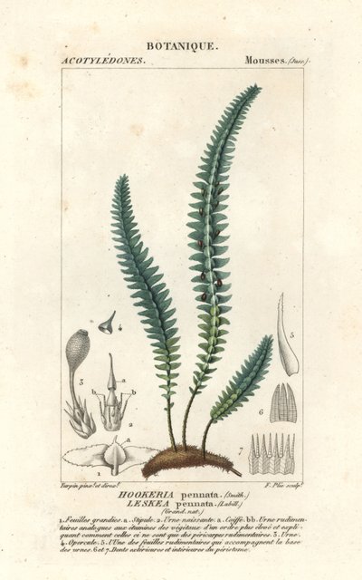 Musgo de pena ou musgo de feto falso, Cyathophorum bulbosum de Stanghi Stanghi