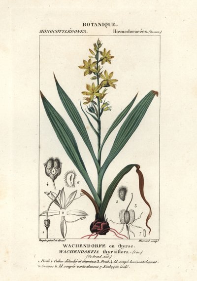 Raiz vermelha, Wachendorfia thyrsiflora de Stanghi Stanghi