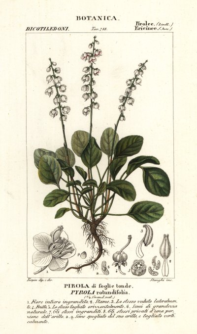 Pirola rotundifolia, pirola rotundifolia, folhas redondas de wintergreen de Stanghi Stanghi