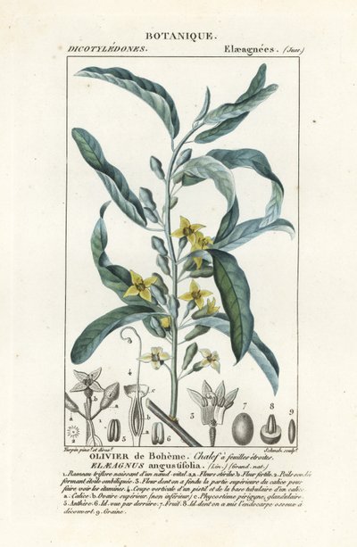 Baga de prata ou oleaster, Elaeagnus angustifolia de Stanghi Stanghi
