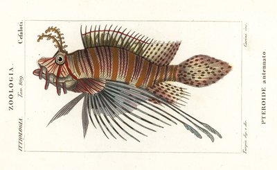 Spotfin lionfish, Pterois antennata de Stanghi Stanghi