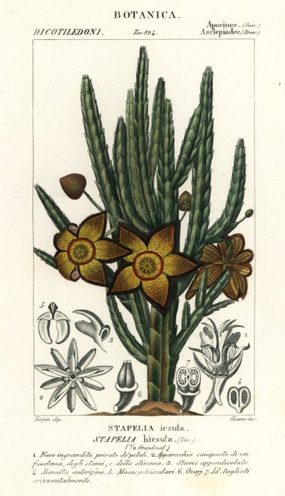 Flor de estrela do mar ou planta de carniça, Stapelia hirsuta de Stanghi Stanghi