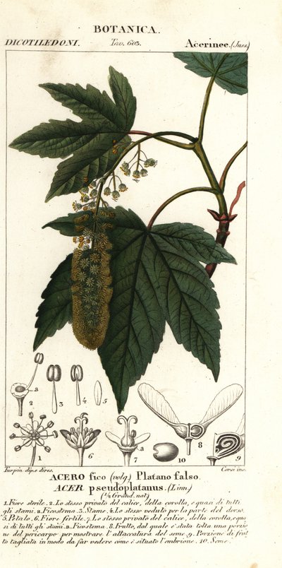 Ácer de sicómoro ou ácer planetário, Acer pseudoplatanus de Stanghi Stanghi