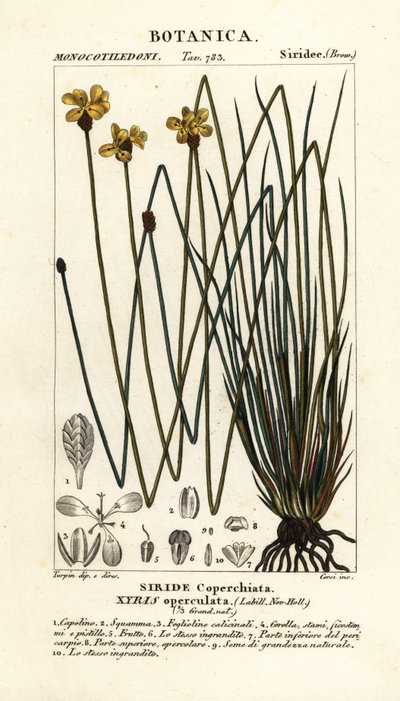 Olho amarelo alto, Xyris operculata de Stanghi Stanghi