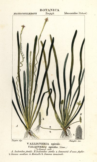 Relva de fitas ou enguia, Vallisneria spiralis de Stanghi Stanghi