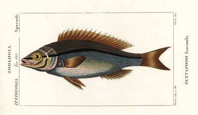 Brema Threadfin, Pentapodus fasciuola de Stanghi Stanghi