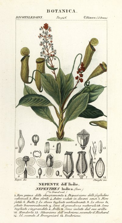 Planta de jarro tropical, Nepenthes distillatoria de Stanghi Stanghi