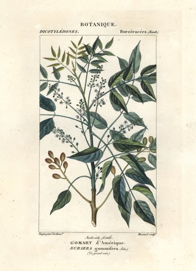 Árvore de terebintina, Bursera simaruba de Stanghi Stanghi