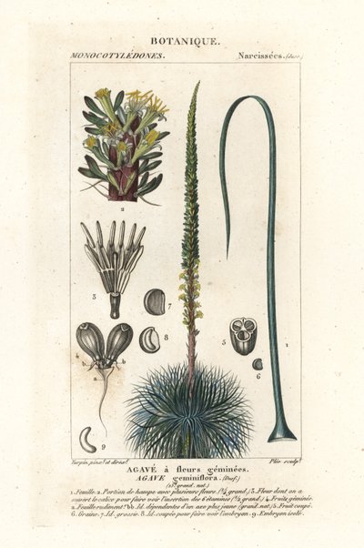 Agave geminada florida, Agave geminiflora de Stanghi Stanghi