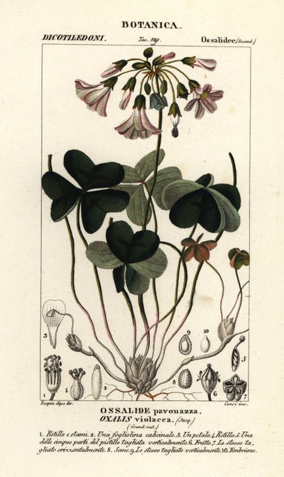 Violeta de madeira, Oxalis violacea de Stanghi Stanghi