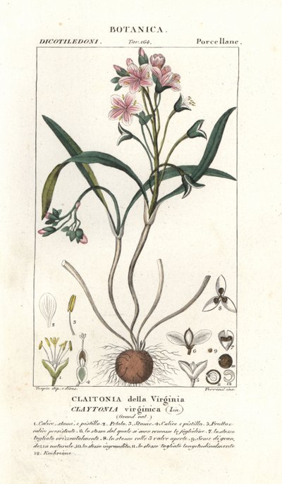 Virginia springbeauty, Claytonia virginica de Stanghi Stanghi