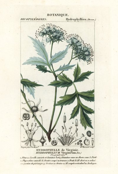 Folha de água da Virgínia, Hydrophyllum virginianum de Stanghi Stanghi