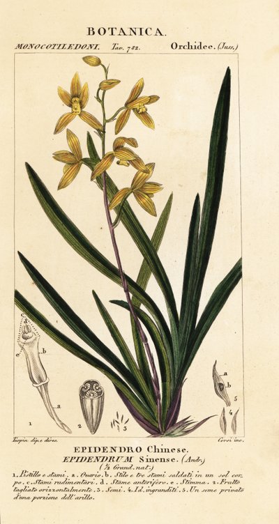 Wan dai-fu orquídea, Cymbidium sinense de Stanghi Stanghi