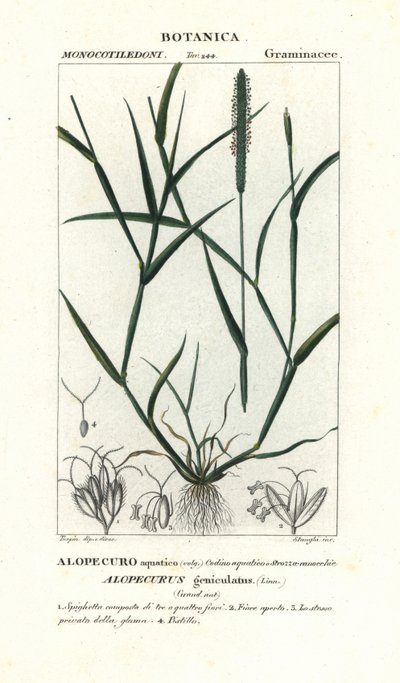 rabo de raposa de água, Alopecurus geniculatus de Stanghi Stanghi