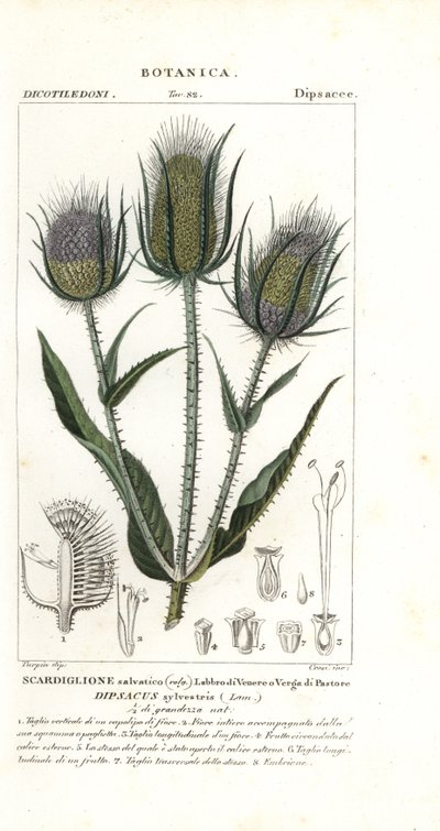 Cardo selvagem ou cardo de fuller, Dipsacus fullonum de Stanghi Stanghi