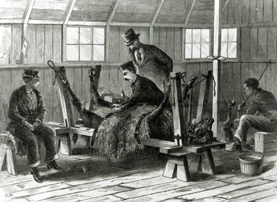 Tomando vírus do bezerro, ilustração de &39;Harper&39;s Weekly&39; em 1872 de Stanley Fox