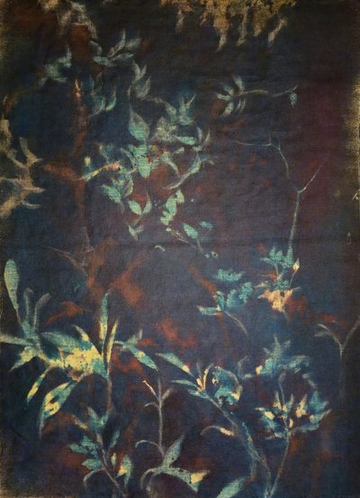 Flora de jardim à meia-noite de Stefano Mazzolini