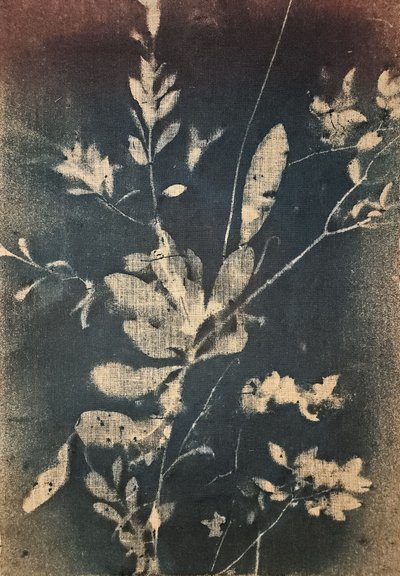 Botânicos azuis vintage de Stefano Mazzolini