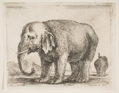 Ilustração 10: elefante, de vários animais Diversi animali, ca. 1641 de Stefano della Bella