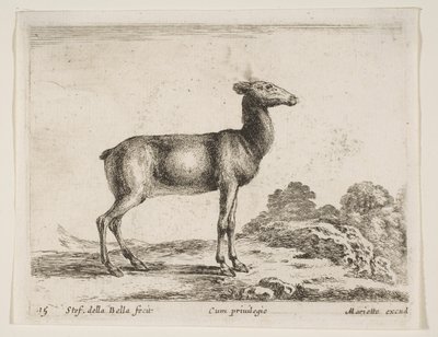 Ilustração 15: corça, de Vários animais Diferentes animais, ca. 1641 de Stefano della Bella