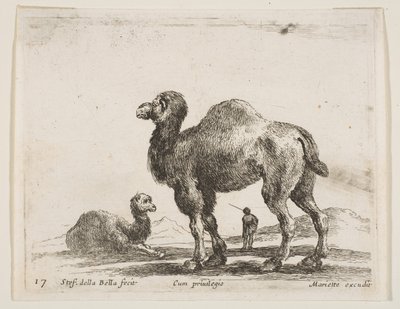 Ilustração 17: camelos de vários animais Diversi animali, ca. 1641 de Stefano della Bella