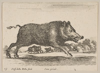 Ilustração 19: javali, de Various animals Diversi animali, ca. 1641 de Stefano della Bella