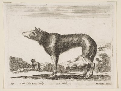 Ilustração 20: lobo, de vários animais Animais diferentes, ca. 1641 de Stefano della Bella