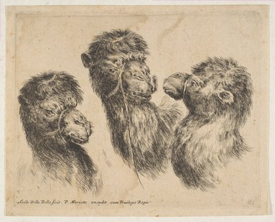 Três cabeças de camelo, ca. 1641 de Stefano della Bella
