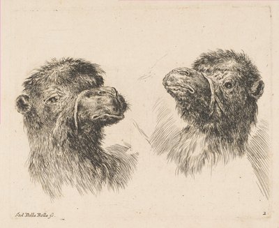 Duas cabeças de camelo, ca. 1641 de Stefano della Bella