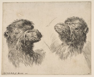 Duas cabeças de camelo, ca. 1641 de Stefano della Bella
