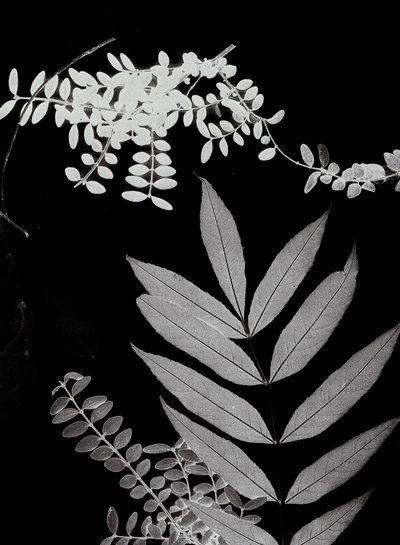 Cyan Foliage 02, 2017 (digital) de Stephen Dow