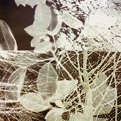 Floresta Nocturna, 2018 (digital) de Stephen Dow
