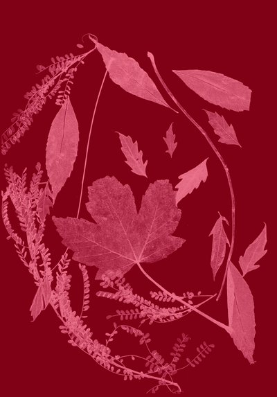 Folhagem vermelha, 2017 (digital) de Stephen Dow