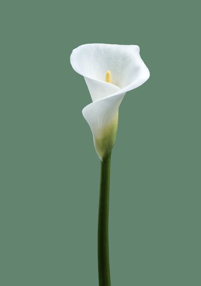 Calla Lily n.º 02, 2021 (fotografia) de Steve Gallagher