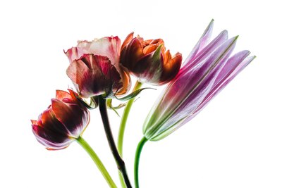 Grupo de quatro flores, 2021 (foto) de Steve Gallagher