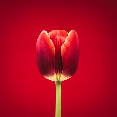 Retrato de uma tulipa vermelha singular sobre um fundo vermelho de Steve Gallagher