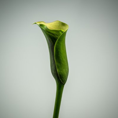 Lírio Calla verde único, 2020 (foto) de Steve Gallagher