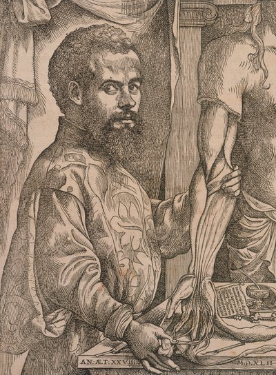 Andreas Vesalius dissecando os músculos do antebraço de um cadáver, 1543. de Steven van Calcar