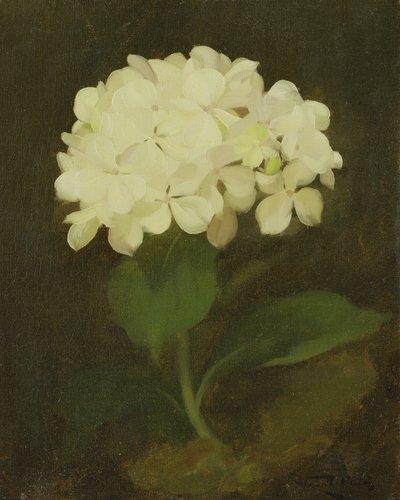 Hortênsia branca (óleo sobre tela) de Stuart Park