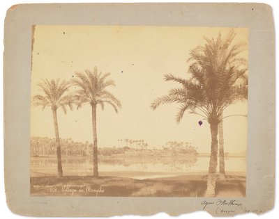 Aldeia de Memphis, Egipto, c.1898-1920 (fotografia a preto e branco) de Studios Tiffany