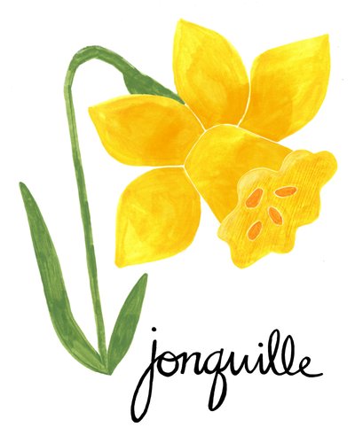Ilustração de um junquilo amarelo de Susan Black